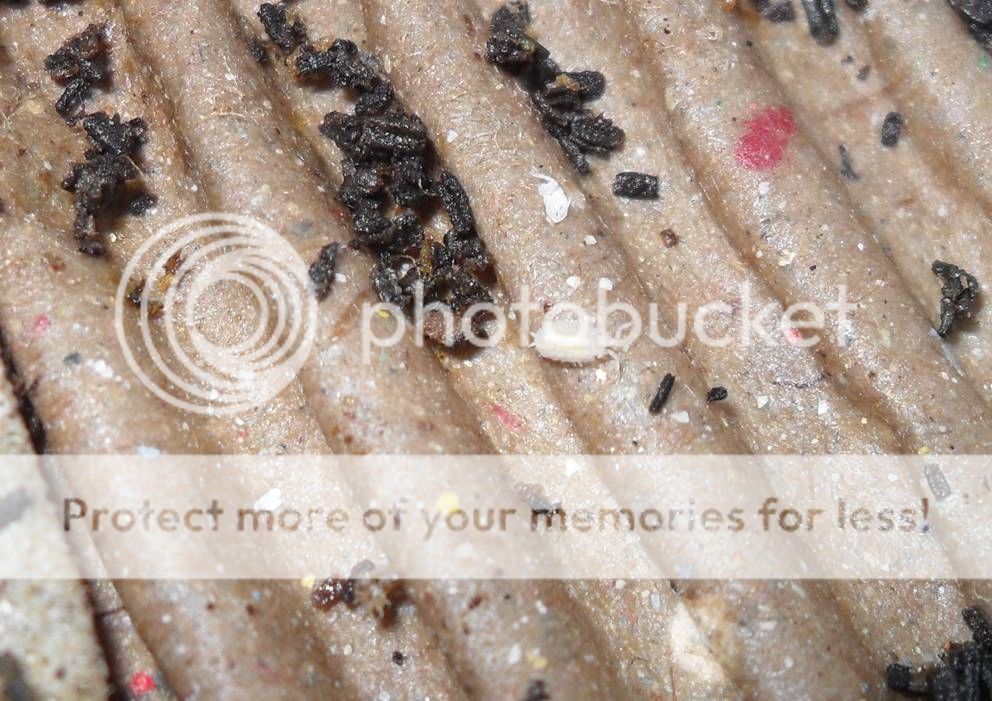 Baby Woodlice! Reptile Forums